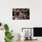 Poster - Chili Rose tarantula (Heimbüro)