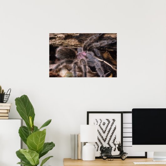 Poster - Chili Rose tarantula (Heimbüro)