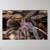 Poster - Chili Rose tarantula (Vorne)