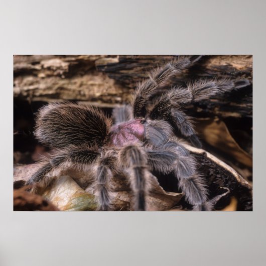 Poster - Chili Rose tarantula (Vorne)