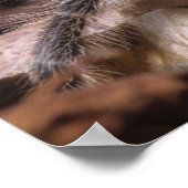 Poster - Chili Rose tarantula (Ecke)