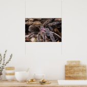 Poster - Chili Rose tarantula (Küche)