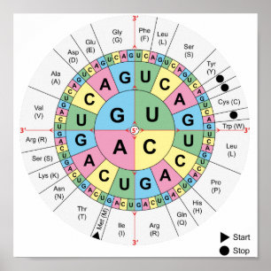 Poster Codons Amino Acids Tabelle Genetischer Code