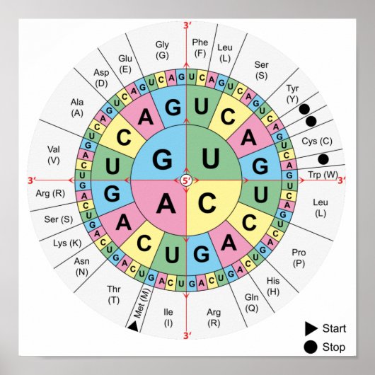 Poster Codons Amino Acids Tabelle Genetischer Code (Vorne)