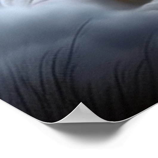 Poster Croc Blanc (Ecke)