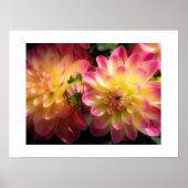 Poster-Dahlias Poster (Vorne)