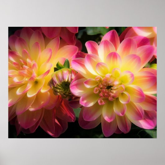 Poster-Dahlias Poster (Vorne)