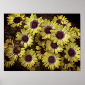 Poster - Daisies (Vorne)