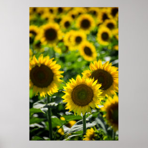 Poster Das Sonnenblumenfeld