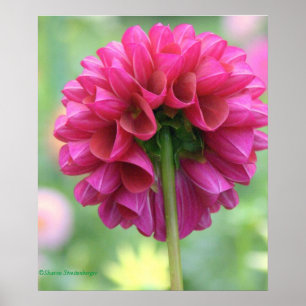 Poster,DEEP ROSE PINK DAHLIA WIEDEREMBLES SCULPTUR Poster