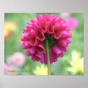 Poster,DEEP ROSE PINK DAHLIA WIEDEREMBLES SCULPTUR Poster