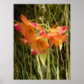 Poster, Dendrobium Orchideen Orange und Rosa Poster (Vorne)