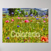Poster der Colorado Wildblume (Vorne)