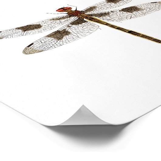 Poster der Drachenfliege (Ecke)