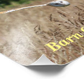 Poster der fliegenden Scheuneneule im Flug (Ecke)