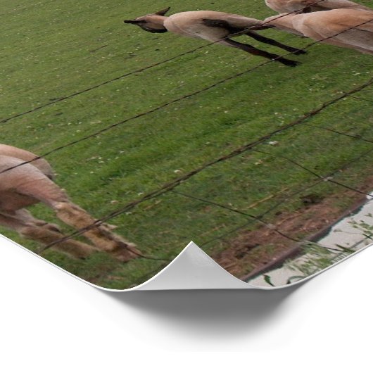 Poster/Der gute Hirte Poster (Ecke)