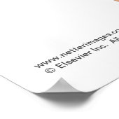 Poster der Muskeln der vorderen Bauchwand (Ecke)