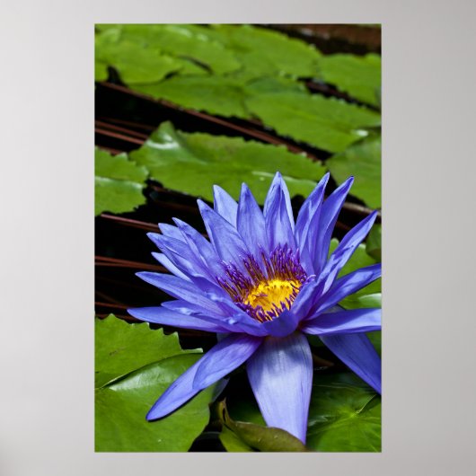 Poster der tropischen Wasserlilie (Vorne)