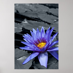 Poster der tropischen Wasserlilie