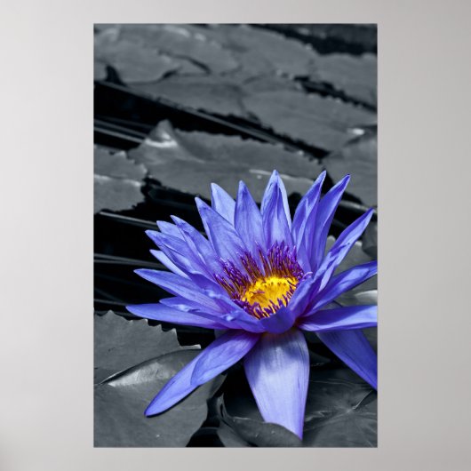 Poster der tropischen Wasserlilie (Vorne)