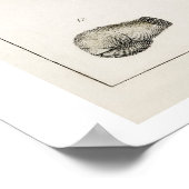 POSTER DER VINTAGEN "FOSSILS" VON OLIVER GOLDSMITH (Ecke)