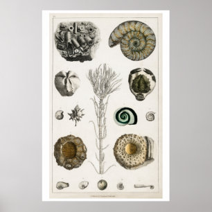 POSTER DER VINTAGEN "FOSSILS" VON OLIVER GOLDSMITH