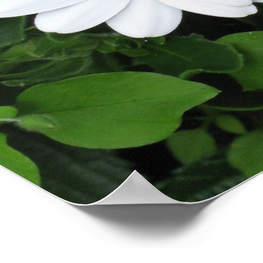 Poster der weißen Blume (Ecke)