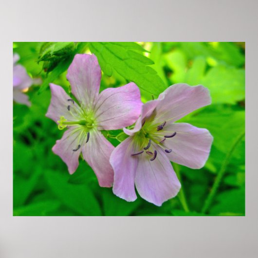 Poster der Wild-Geranium-Serie (Vorne)