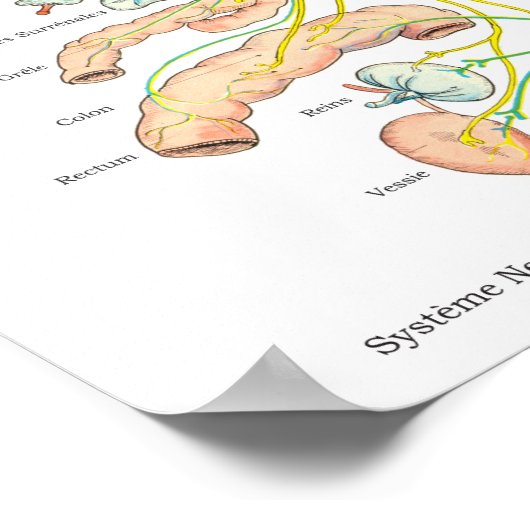 Poster des autonomen Nervensystems (Ecke)