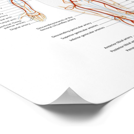 Poster des menschlichen Kreislaufsystems (Ecke)