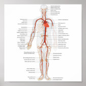 Poster des menschlichen Kreislaufsystems (Vorne)