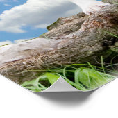 Poster des Pit bull (American Staffordshire Terrie (Ecke)