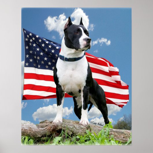 Poster des Pit bull (American Staffordshire Terrie (Vorne)