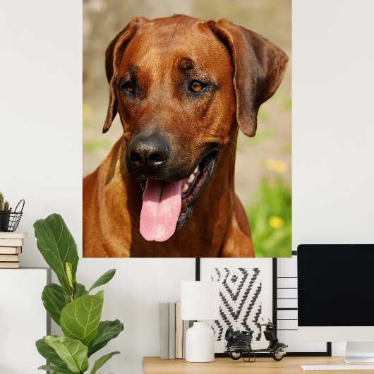 Poster des Rhodesian Ridgeback Hundes. (Heimbüro)