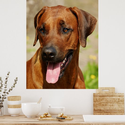 Poster des Rhodesian Ridgeback Hundes. (Küche)
