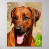 Poster des Rhodesian Ridgeback Hundes. (Vorne)