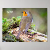Poster des Robin on log (Vorne)