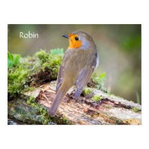Poster des Robin on log