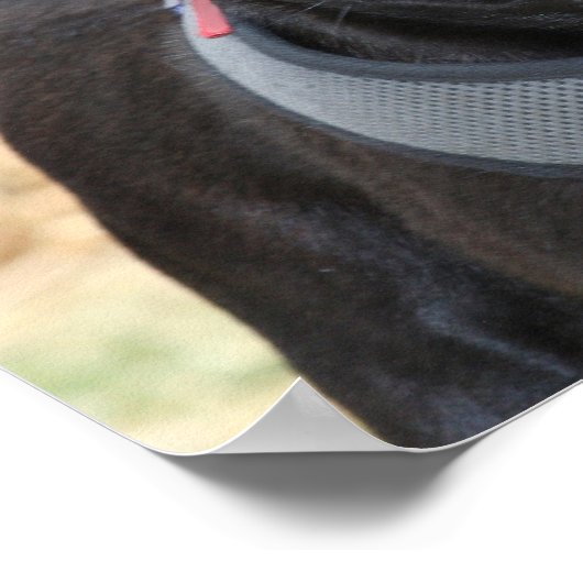 Poster des Schwarzen Mops (Ecke)