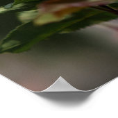 Poster Die verwelkende Rose (Ecke)