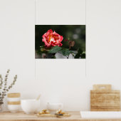 Poster Die verwelkende Rose (Küche)