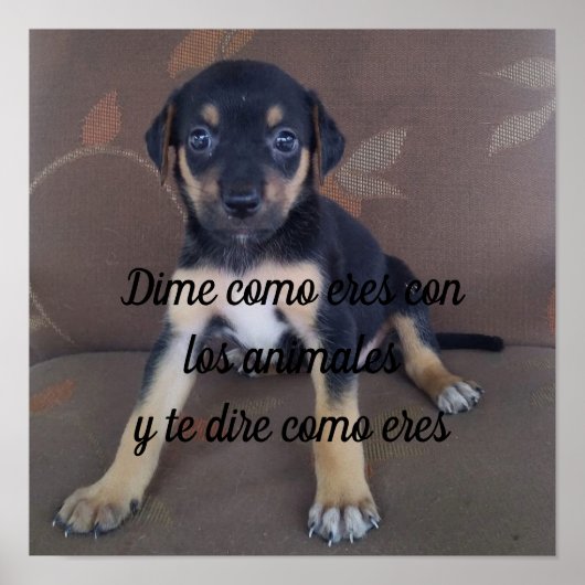 Poster Dime como eres con los animales (Vorne)