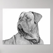 Poster Dogue de Bordeaux (Vorne)