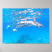 Poster "Dolphin Family" (Vorne)