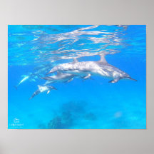 Poster "Dolphin Family"