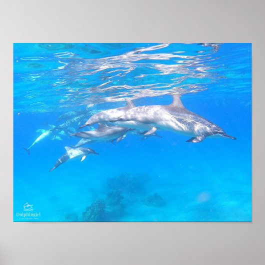 Poster "Dolphin Family" (Vorne)