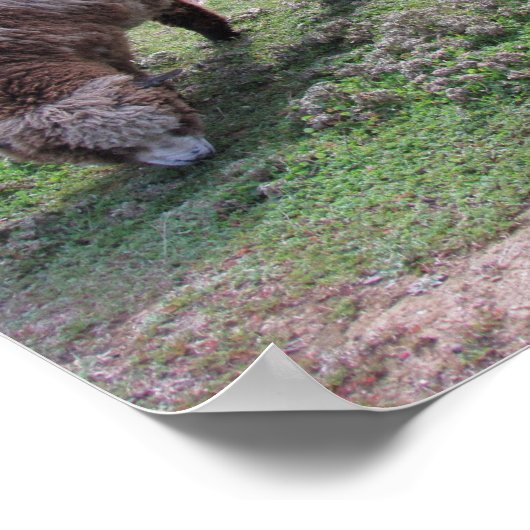 Poster - Drei Schafe (Ecke)