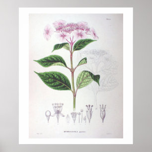 Poster Druck Botanische Zeichnung rosa Hortensie