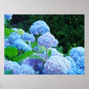 Poster Drucke Blaue Hortensien Blumen Garten