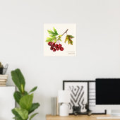 Poster drucken von Hawthorn (Heimbüro)